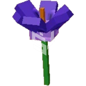 Crocus